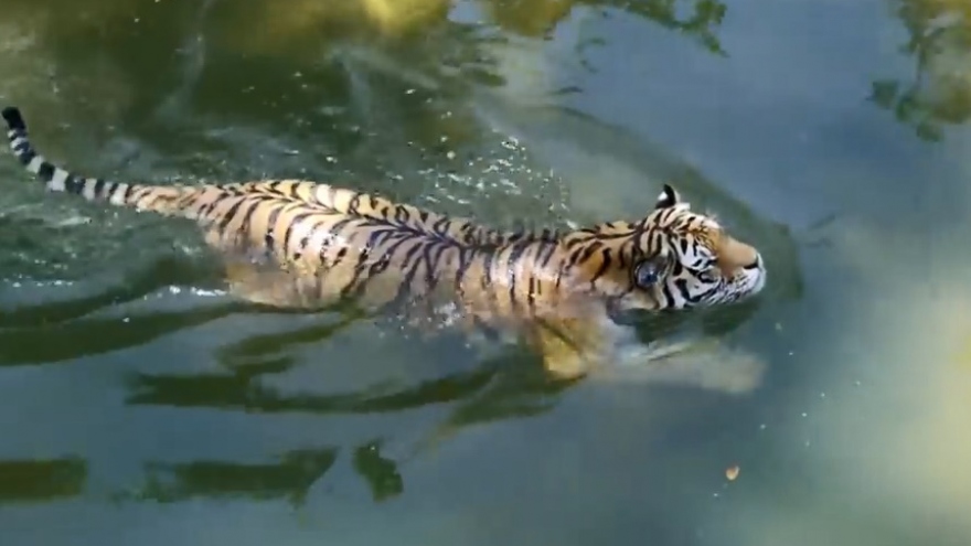 Vẻ đẹp uyển chuyển của giống hổ Amur khi đi trong rừng và bơi dưới hồ